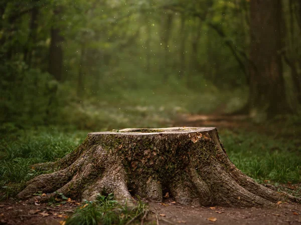Vacker Grön Sommar Skog Vår Bakgrund Stubben Och Träd — Stockfoto