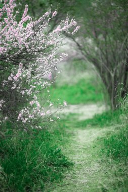 Kiraz çiçekleri. Güzel bahar bahçe. Ağaçlar ve otlar