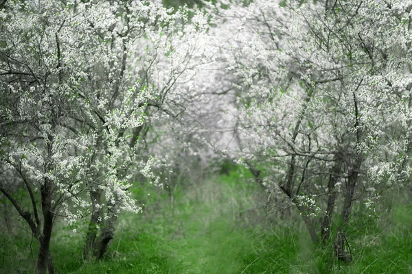 Flores de cerezo. Hermoso jardín de primavera. Árboles y hierba — Foto de Stock