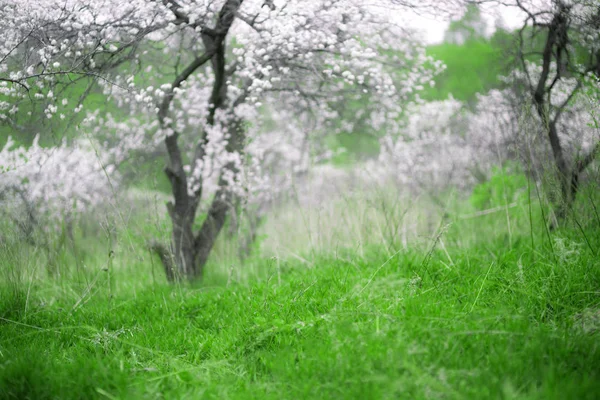 Цвіте вишня. Прекрасний весняний сад. Дерева і трава — стокове фото