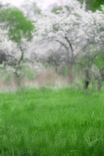 Cherry Blossoms. Belo jardim de primavera. Árvores e grama — Fotografia de Stock