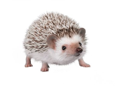 African pygmy hedgehog isolated on white background clipart