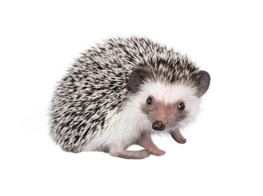 African pygmy hedgehog isolated on white background clipart