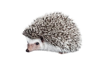 Afrika cüce kirpi beyaz arka plan üzerinde izole