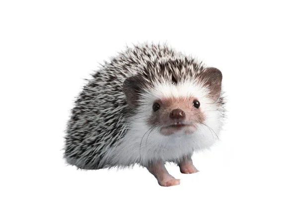 African pygmy hedgehog isolated on white background — Stock Photo, Image