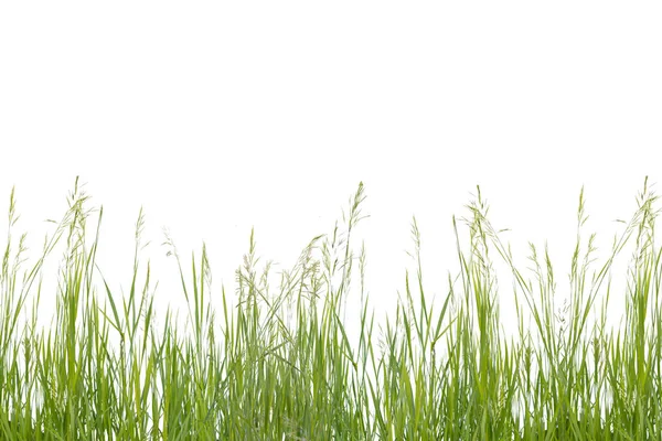 Lush green grass isolated on white background — Stock Photo, Image