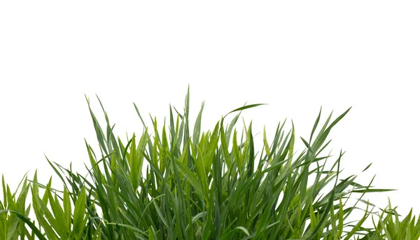 郁郁葱葱的绿草查出在白色背景 — 图库照片