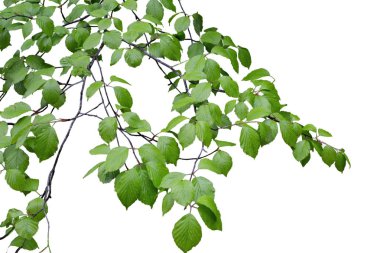 Yeşil yaprakları ve dalları üzerinde beyaz izole