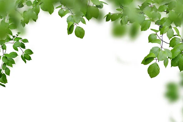 Folhas verdes e ramos isolados em branco — Fotografia de Stock