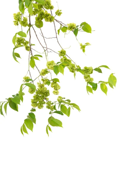 Green leaves and branches isolated on white — Stock Photo, Image