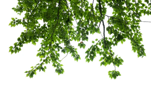 Hojas y ramas verdes aisladas en blanco — Foto de Stock