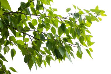 Yeşil yaprakları ve dalları üzerinde beyaz izole