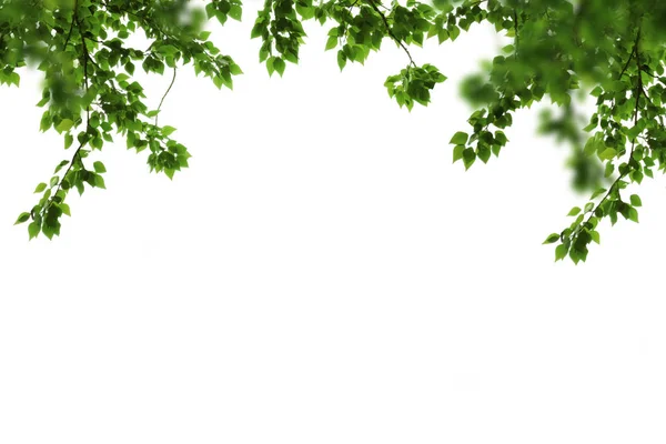 Hojas y ramas verdes aisladas en blanco — Foto de Stock