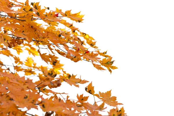 Zweig der Herbstblätter isoliert auf weiß — Stockfoto