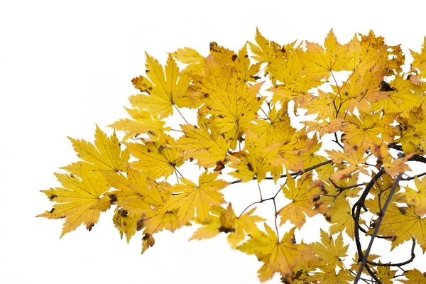 Zweig der Herbstblätter isoliert auf weiß — Stockfoto