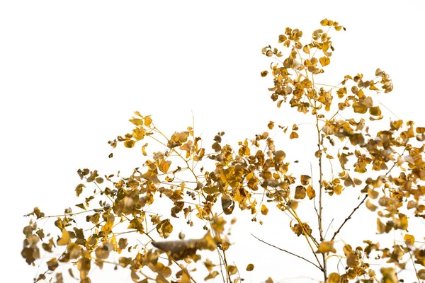 Zweig der Herbstblätter isoliert auf weiß — Stockfoto