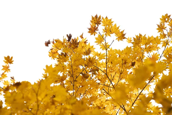 Zweig der Herbstblätter isoliert auf weiß — Stockfoto