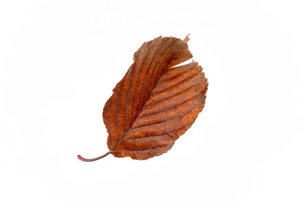 Detailní záběr podzimního listu na bílém pozadí — Stock fotografie