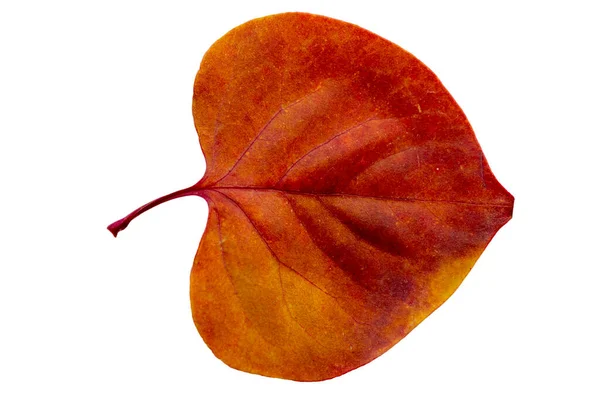 Close-up de folha de outono no fundo branco — Fotografia de Stock
