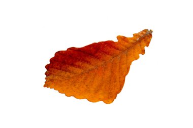 Beyaz arkaplanda sonbahar yaprağının yakın plan görüntüsü