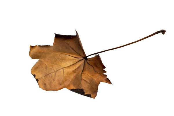 Κοντινό πλάνο του φύλλου του φθινοπώρου σε λευκό φόντο — Φωτογραφία Αρχείου