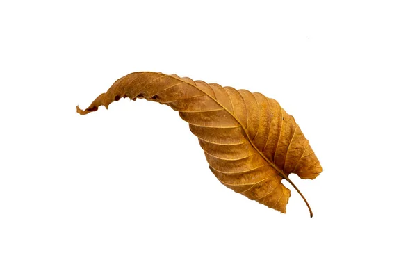 Detailní záběr podzimního listu na bílém pozadí — Stock fotografie