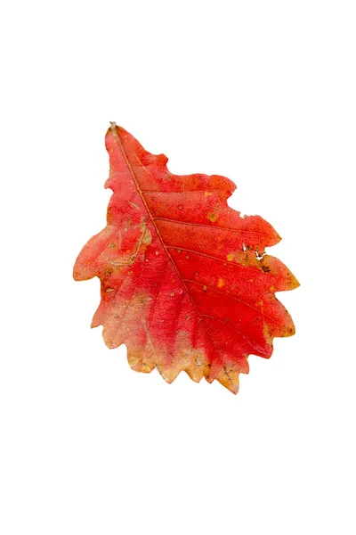 Nahaufnahme des Herbstblattes auf weißem Hintergrund — Stockfoto