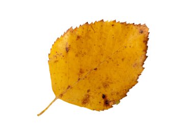 Beyaz arkaplanda sonbahar yaprağının yakın plan görüntüsü