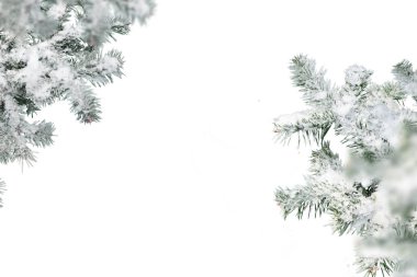 Evergreen ağaç dalları beyaz arkaplanda izole edilmiş