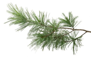 Evergreen ağaç dalı beyaz arkaplanda izole