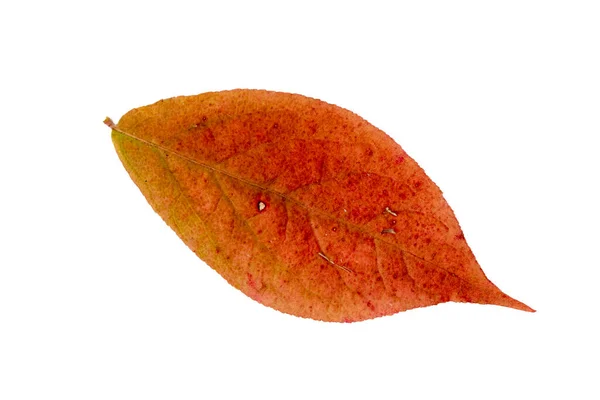 흰 배경에 있는 가을 잎의 근접 사진 — 스톡 사진