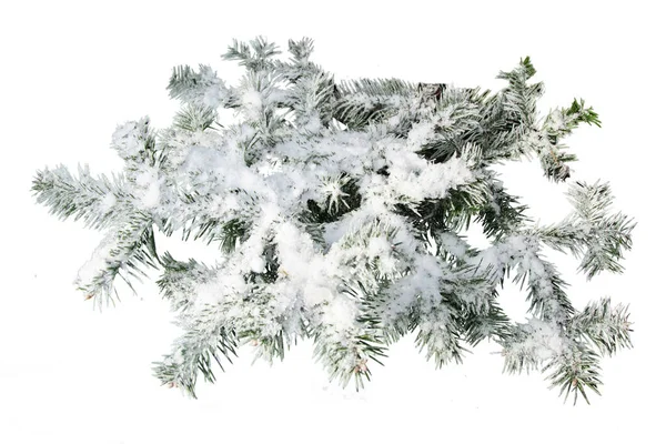 Evergreen árvore ramo isolado no fundo branco — Fotografia de Stock