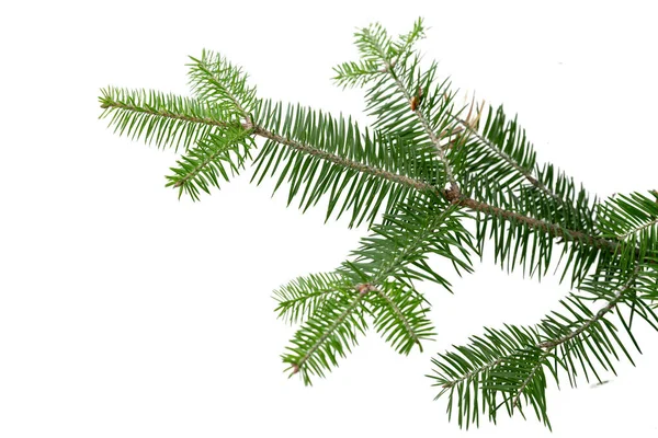 Evergreen branches on white Stock Photo by ©Nataly-Nete 174071470