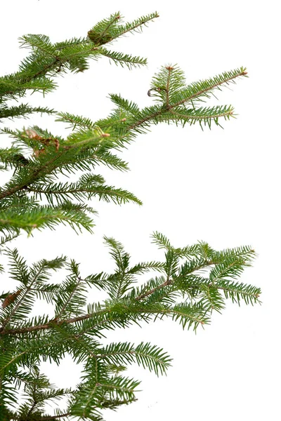 Rama de árbol perenne aislada sobre fondo blanco —  Fotos de Stock