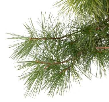 Evergreen ağaç dalı beyaz arkaplanda izole