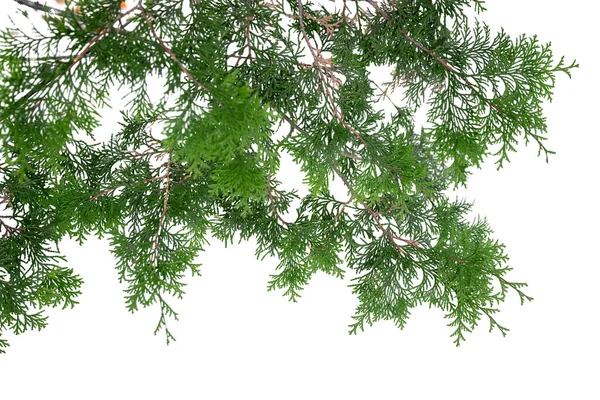 Evergreen tree branch isolated on white background — Stock Photo, Image