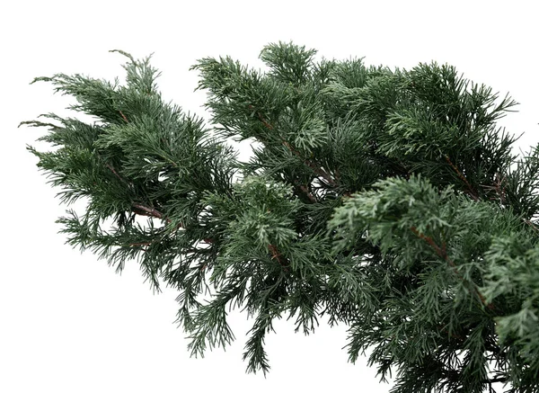 Evergreen árvore ramo isolado no fundo branco — Fotografia de Stock