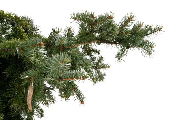 Rama de árbol perenne aislada sobre fondo blanco — Foto de Stock