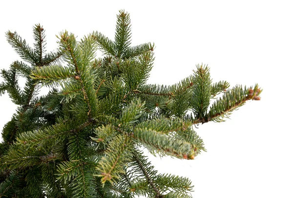 Rama de árbol perenne aislada sobre fondo blanco — Foto de Stock