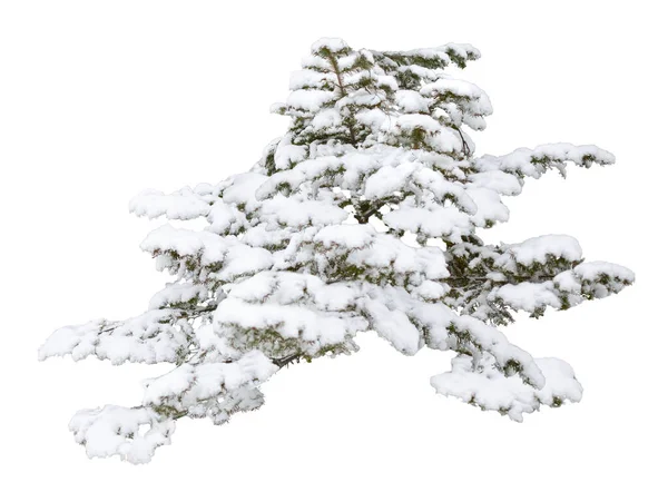 Evergreen gałąź drzewa izolowane na białym tle — Zdjęcie stockowe