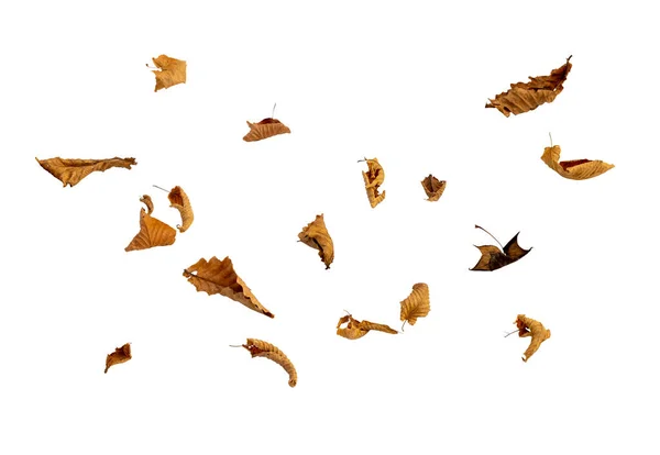 Autunno secco foglie cadenti su sfondo bianco — Foto Stock