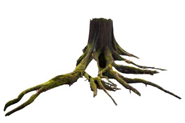 Beyaz yosunlu yaşlı ağaç kütüğü