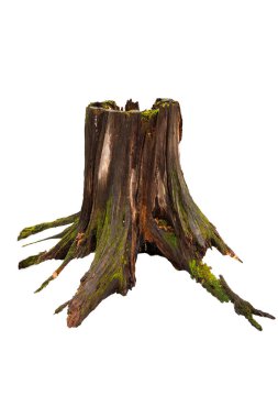 Beyaz yosunlu yaşlı ağaç kütüğü