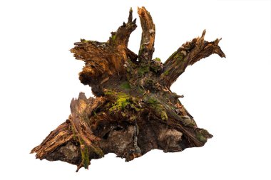 Beyaz yosunlu yaşlı ağaç kütüğü