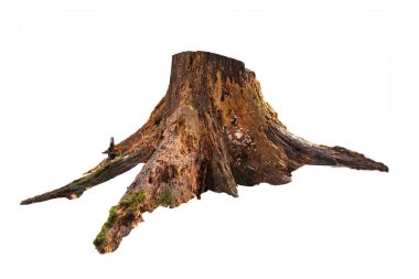 Beyaz yosunlu yaşlı ağaç kütüğü