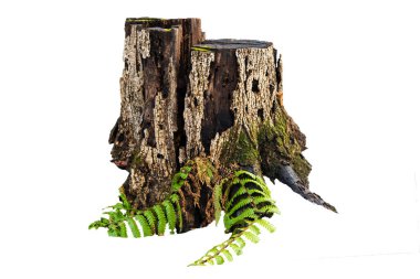 Beyaz yosunlu yaşlı ağaç kütüğü