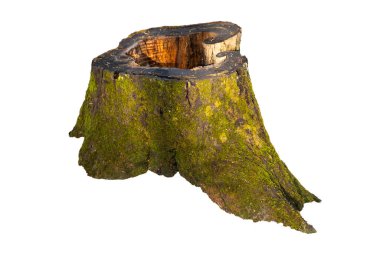 Beyaz yosunlu yaşlı ağaç kütüğü