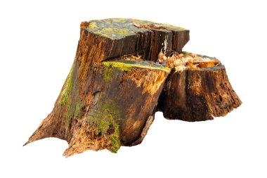 Beyaz yosunlu yaşlı ağaç kütüğü