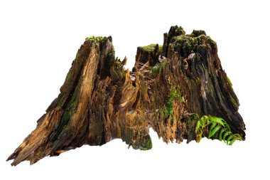 Beyaz yosunlu yaşlı ağaç kütüğü