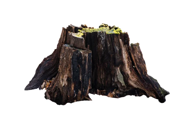 Gammel træstub med mos isoleret på hvid - Stock-foto